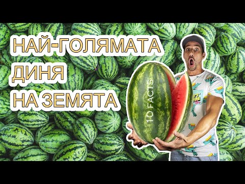 Видео: 10 СМАЙВАЩИ ФАКТА ЗА ДИНЯТА