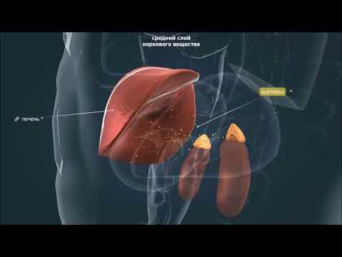 Видео: Железы внутренней секреции