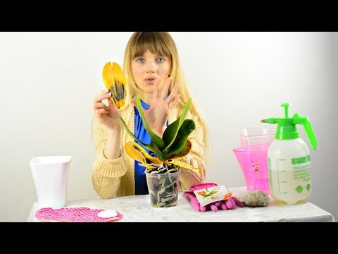 Видео: СРОЧНО ЛЕЧИТЕ!!! Вянут, желтеют, сохнут  листья и  корни? Мое мнение что делать...
