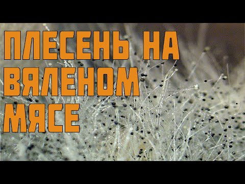 Видео: Плесень на вяленом мясе - как избавиться в домашних условиях.