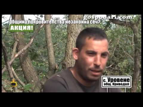 Видео: Кметът на Криводол маскира незаконна сеч в гората като почистване на ливада?