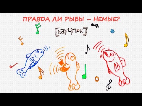 Видео: Правда ли рыбы - немые?— Научпок