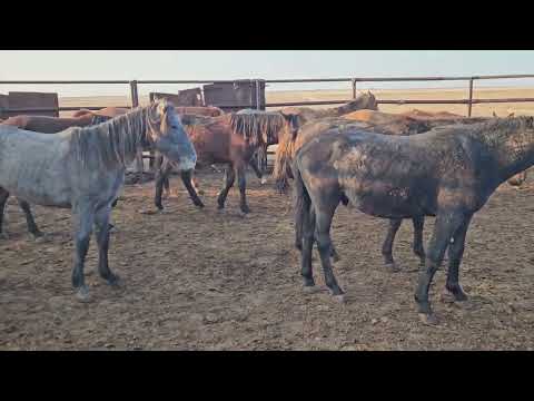 Видео: Таңертеңгілік мал жайлау