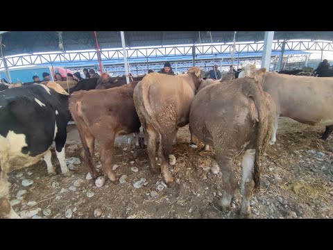 Видео: УЙ БАЗАР СОКУЛУК МАЛ БАЗАРЫ 10- НОЯБРЬ