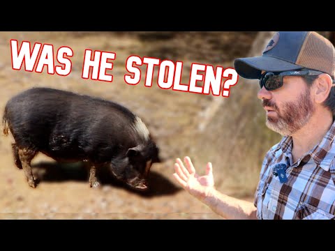 Видео: Наш поросёнок исчез бесследно, а потом случилось ЭТО! (Нерассказанная история)