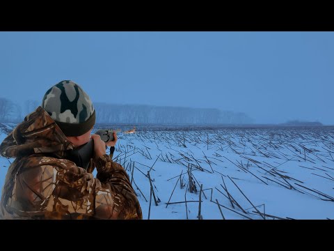 Видео: Здесь много следов. Охота на зайца 2023 Такого я не ожидал