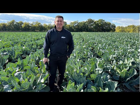 Видео: Рання цвітна капуста. Як сформувати конвеєр на сезон 2026 | Овочі. Смак успіху