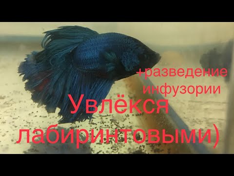 Видео: Разведение Петушков и Макроподов (покупка посадка на нерест). Разведение стартового корма инфузории