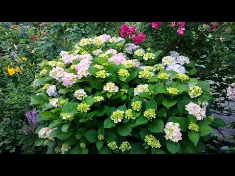 Видео: Вечерняя дача в конце июня 2024г. Все цветы обрезала, а они все распускаются. Приглашаю на прогулку.