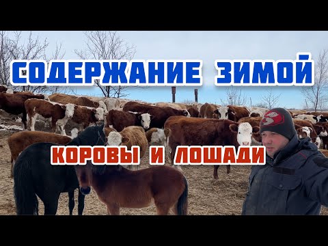 Видео: материнское стадо коров на ферме