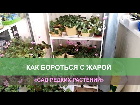 Видео: Как цветоводу бороться с жарой
