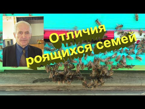 Видео: Профессор Кашковский про отличия роящихся пчёл
