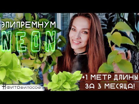 Видео: Я В ШОКЕ! 🙀 Мой ЭПИПРЕМНУМ НЕОН вырос на МЕТР за 3 МЕСЯЦА! Пересадка, уход, полив, удобрение 🪴