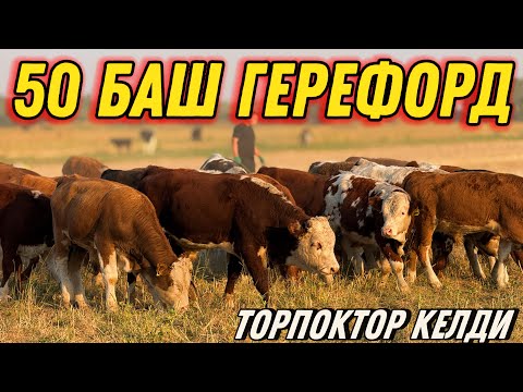 Видео: ГЕРЕФОРД ЭРКЕК УРГААЧЫ ТОРПОКТОР КЕЛДИ 🤯#байтв 