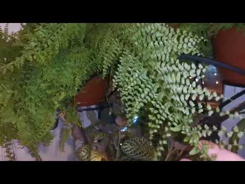 Видео: Нефролепис Даффи - пополнение коллекции папоротников)
