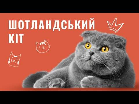 Видео: Шотландський кіт: характер та особливості породи