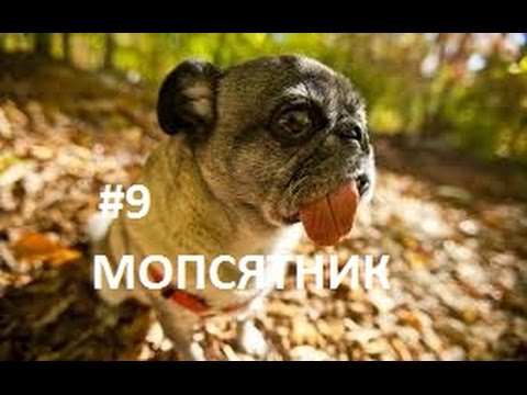 Видео: Мопсы веселятся. Смешные мопсы.