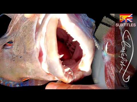 Видео: Внезапно большой красный люциан!