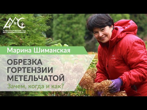 Видео: Обрезка гортензии метельчатой. Зачем, когда и как?