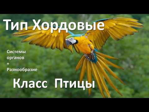 Видео: 15.2 Птицы часть II (7 класс) - биология, подготовка к ЕГЭ и ОГЭ 2018