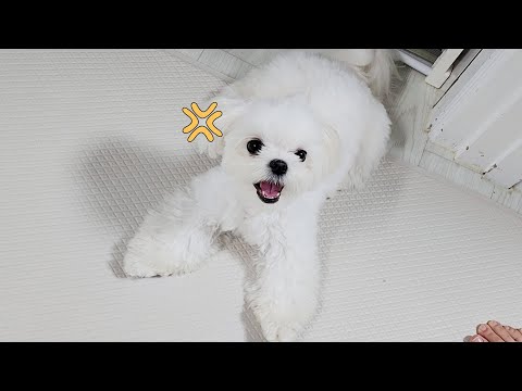 Видео: Если вы недовольны, то щенок начинает злиться.