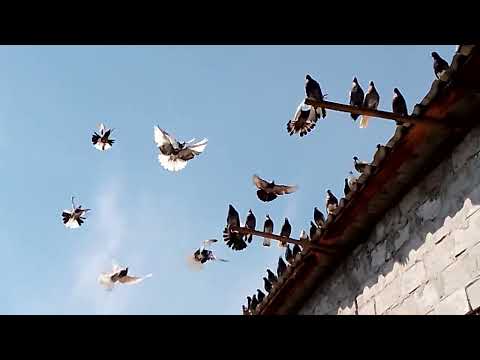 Видео: Николаевские голуби в Каменском