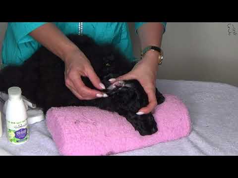 Видео: Факультатив!!! Чистим уши.