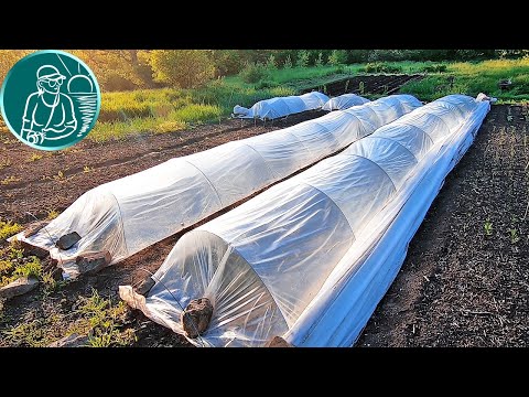 Видео: 🍠 Выращивание батата без рассады 🌱 Полив и посадка батата длинными черенками с мульчированием сеном