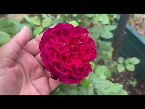 Видео: Утро в саду 🌾🌿🍂🍁🌿🌾 делюсь планами🌿 Посадки и пересадки продолжаются🌿19 сентября 25г