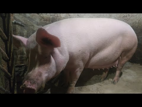 Видео: Наші свині,вожу отсєв та пісок на сарай,закінчив септик.