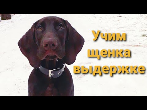 Видео: Щенок КУРЦХААРА 2 месяца. КАК НАУЧИТЬ щенка ВЫДЕРЖКЕ и команде СТОЯТЬ.