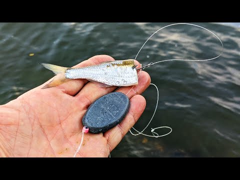 Видео: Снасть для ловли судака Осенью