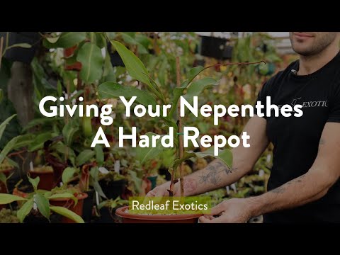 Видео: Пересадка Непентеса в суровый горшок