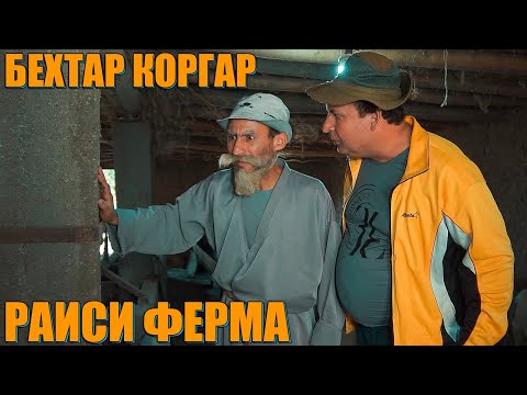 Видео: ФИЛМИ РАИСИ ФЕРМА. БОБОИ МЕРГАН ВА ТУПАЛАНГ РАИС.