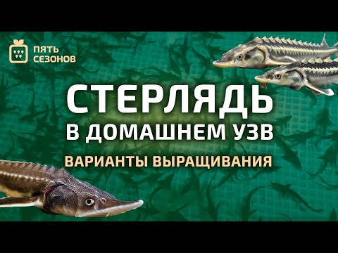 Видео: Варианты выращивания стерляди в домашнем УЗВ // Выращивание стерляди №17