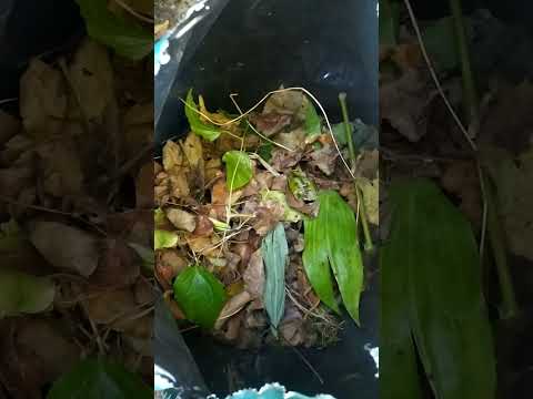 Видео: Листовой перегной с прошлого года .Что получилось .