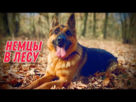 Видео: ТРИ НЕМЕЦКИЕ ОВЧАРКИ ИЛИ ТРИ НЕМЕЦКИХ ПОРОСЁНКА