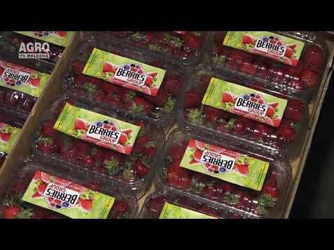 Видео: Виды упаковки для мягких фруктов и столового винограда.