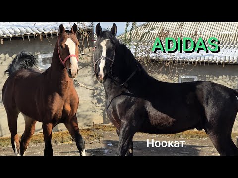 Видео: НООКАТ ЦЕНТРДЕН  ЭКИ ӨСПҮРҮМ ЧЫКТЫ АЛГАНГА ЖЕТИШИП КАЛГЫЛА 