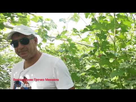 Видео: Моя теплица. Виноградный сезон 2020г.