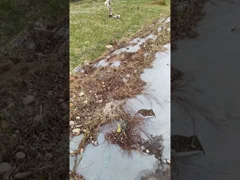 Видео: Мои эксперименты и ошибки выращивания ивы сортовой (Американка гигантская и корзиночная)