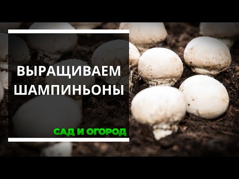 Видео: Выращиваю шампиньоны на даче в открытом грунте — простая технология для отличного урожая