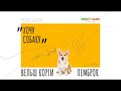 Видео: Ток-шоу "Хочу собаку". В чем секрет популярности собак породы Вельш-корги-пемброк?