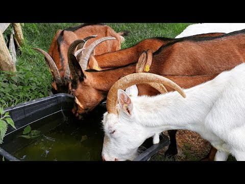 Видео: Как защитить коз от гнуса