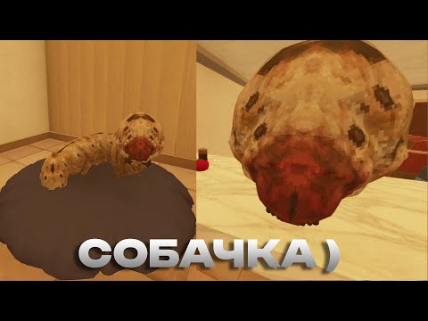 Видео: Попросили присмотреть за собакой (странная порода)