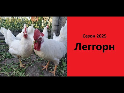 Видео: Лучшая несушка в мире. Леггорн белый стандарт, порода кур яичного направления. Сезон 2025. Расклёв .