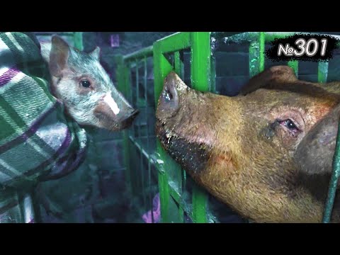 Видео: "Мини-пиг" переехал в сарай
