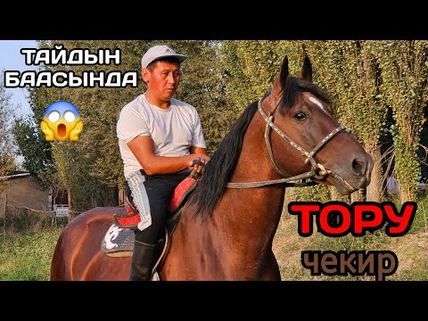 Видео: ШОК БААДА ЧЕКИР ТОРУ БУРКАН АКЕДЕН