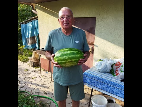 Видео: #67 В гостях у Люмина А.В. Новая форма сеянца с крупной ягодой  (18.08.2021)