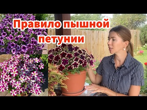 Видео: Идеальные сорта петуний. Чтобы петуния цвела пышным шаром, начинать нужно с рассады